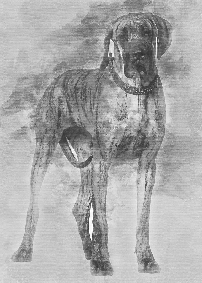 Great Dane 10 months old s