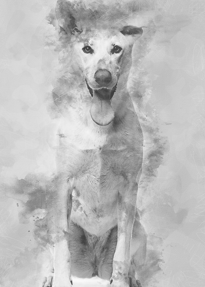 Portrait of Crossbreed dog