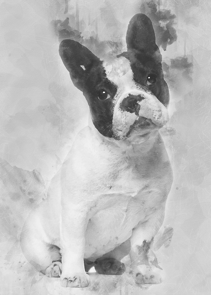 French Bulldog 13 months o