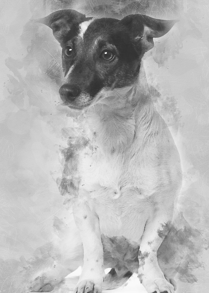 Jack Russell Terrier 1 and