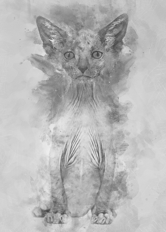 Kitten Lykoi cat 7 weeks o