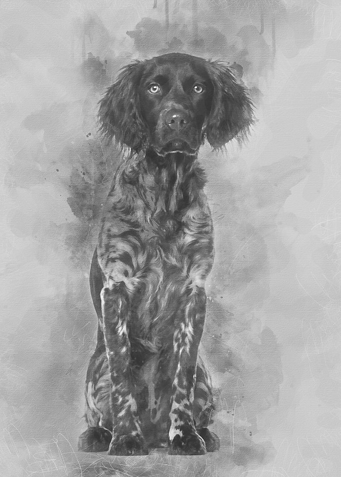 Munsterlander dog 9 month