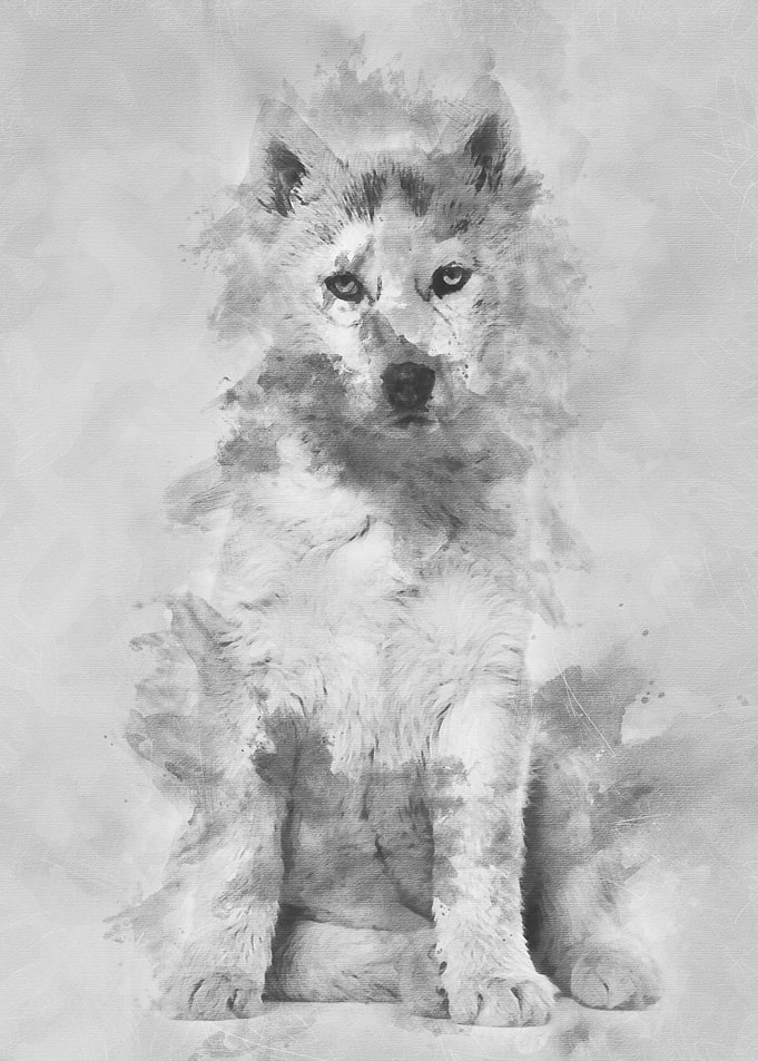 Husky dog 2 months old sit