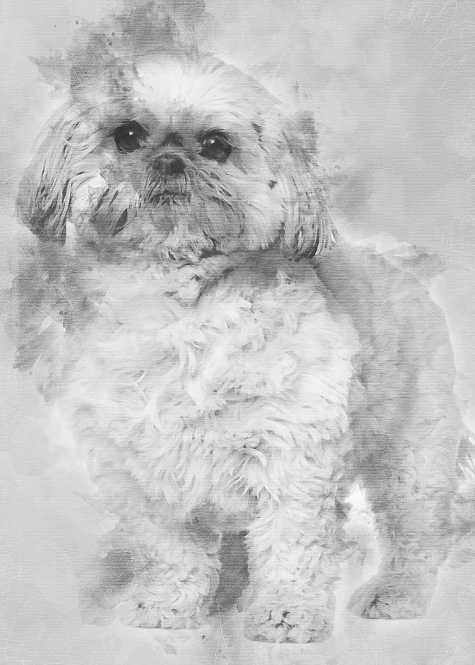 Shih Tzu 3 and a half yea