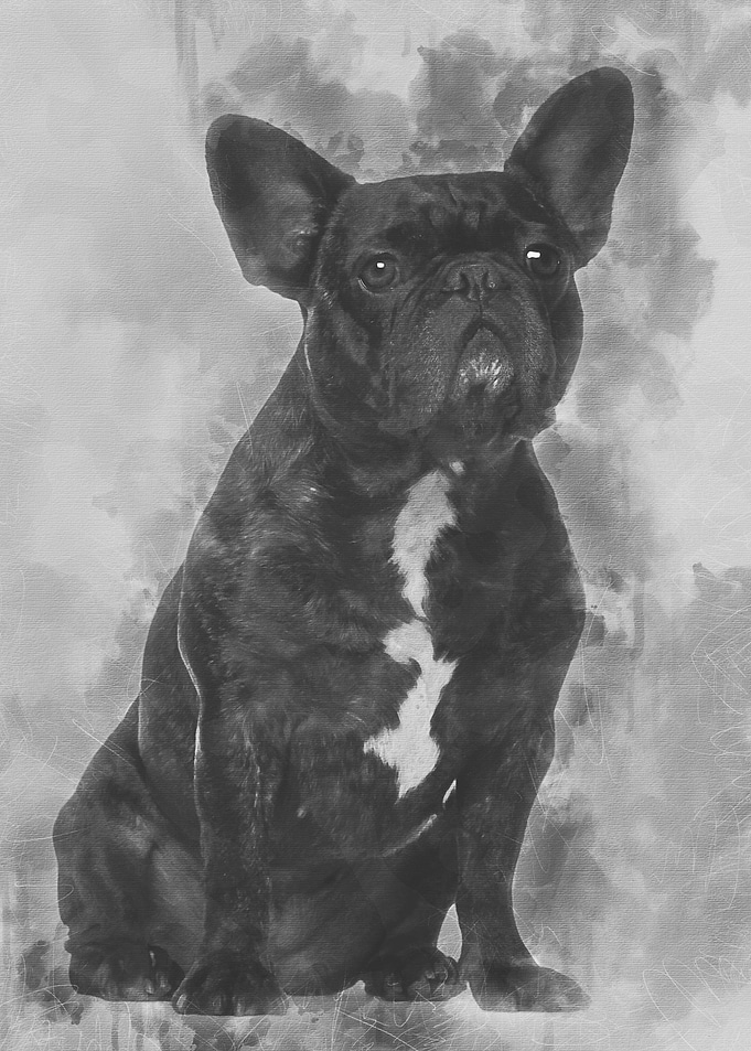 French Bulldog sitting aga