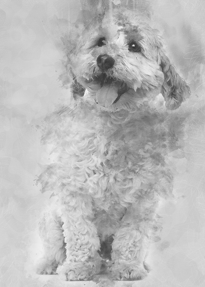 Cross breed dog 8 years ol