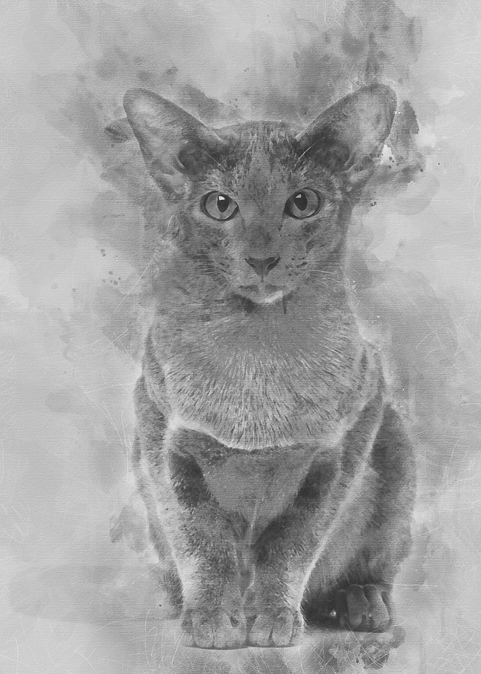 Oriental Shorthair portra
