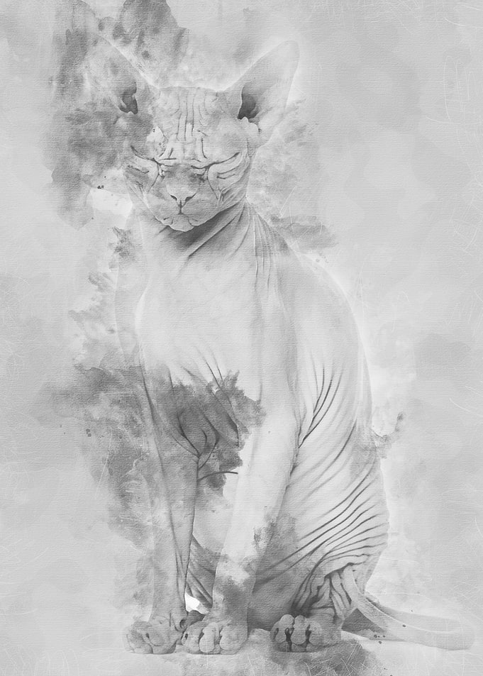 Sphynx Hairless Cat 4 year