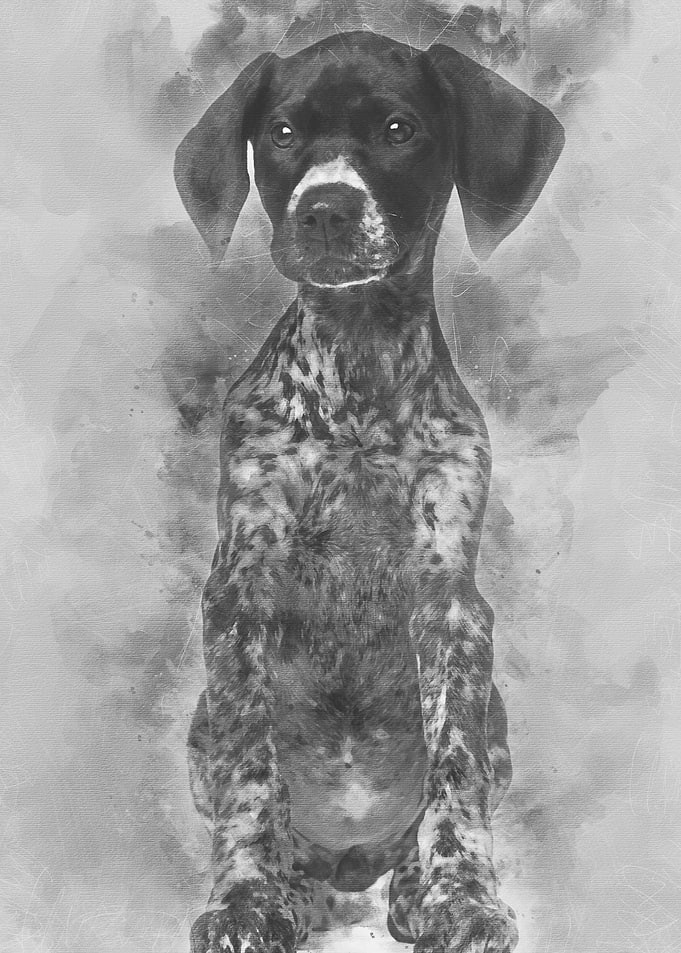 German Shorthaired Pointer