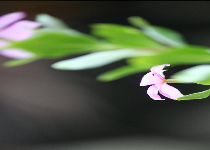The flower