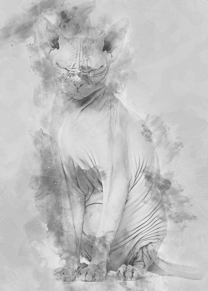 Sphynx Hairless Cat 4 year