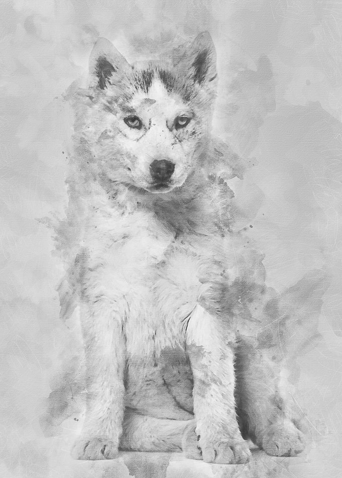 Husky dog 2 months old sit