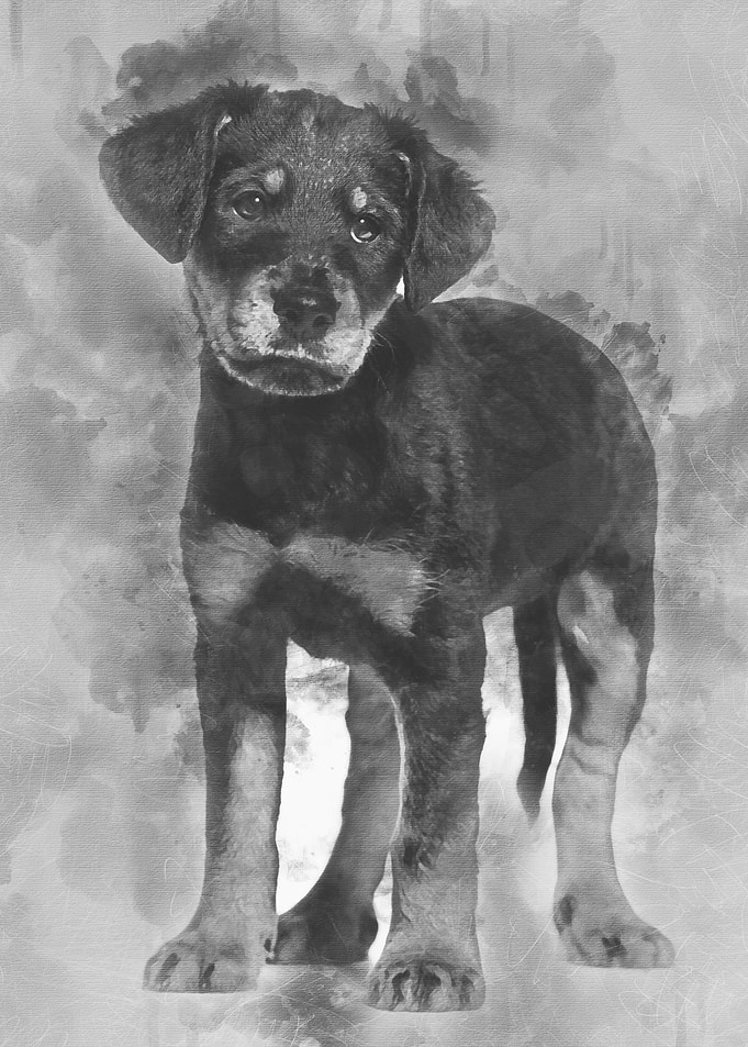 Mixedbreed dog 2 months