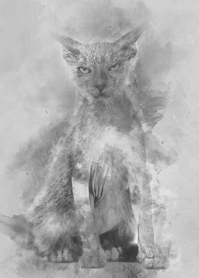 Kitten Lykoi cat 3 months