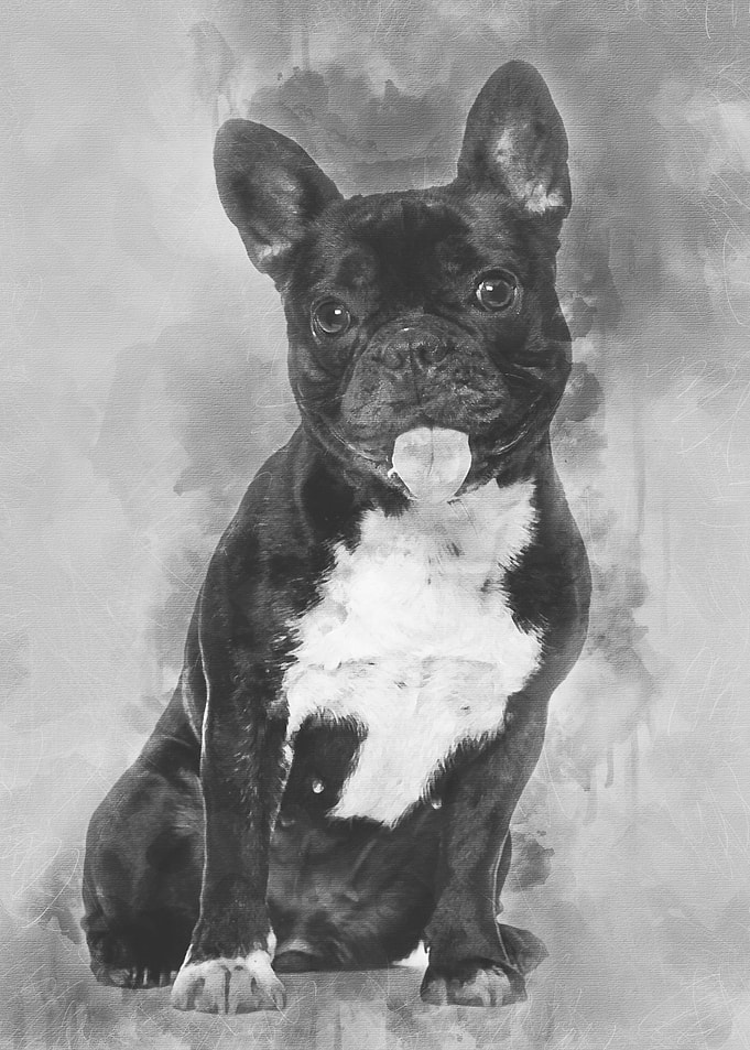 French Bulldog 15 years