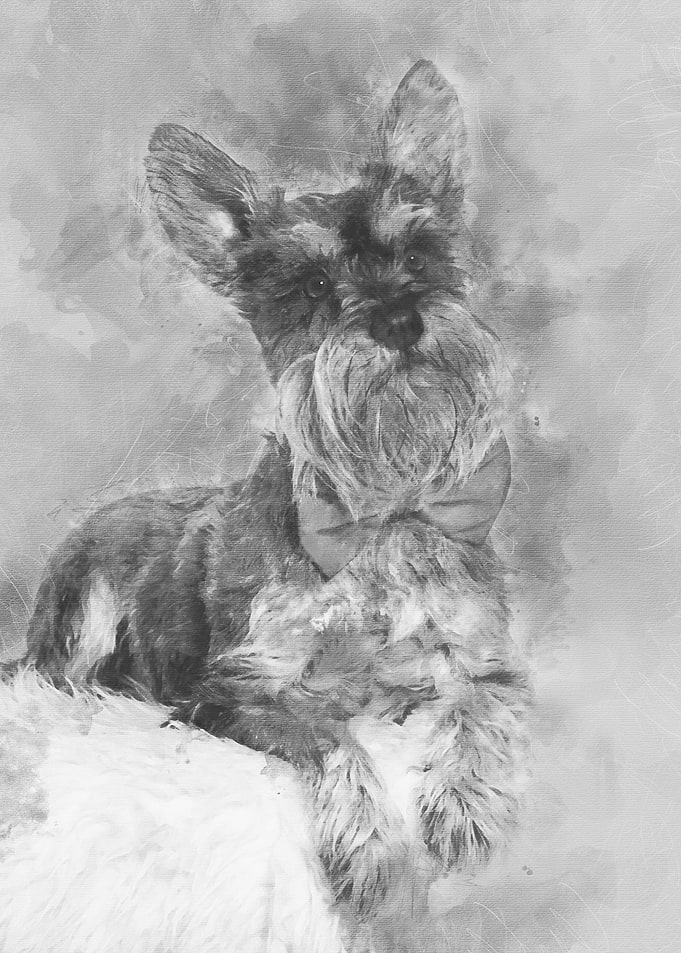 Schnauzer lying against wh