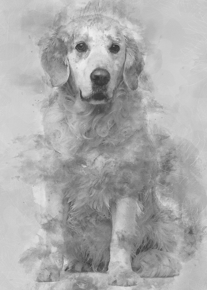 Golden Retriever 6 years o