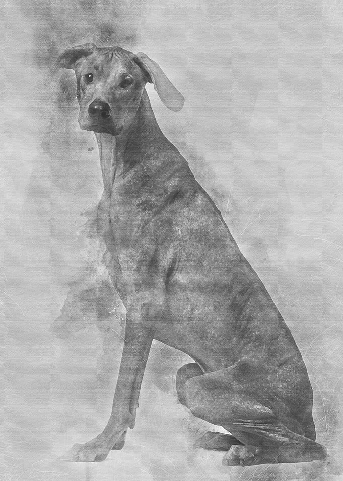 Rhodesian Ridgeback sittin