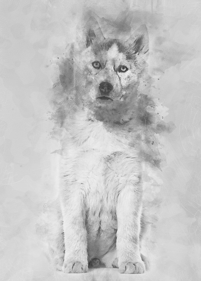 Husky dog 2 months old sit