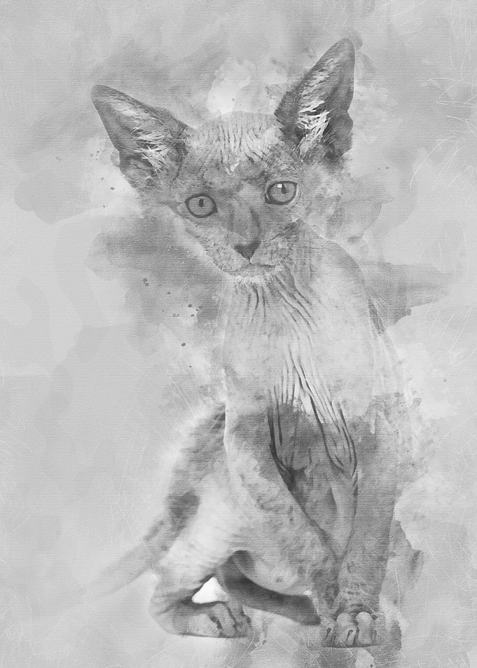 Kitten Lykoi cat 7 weeks o