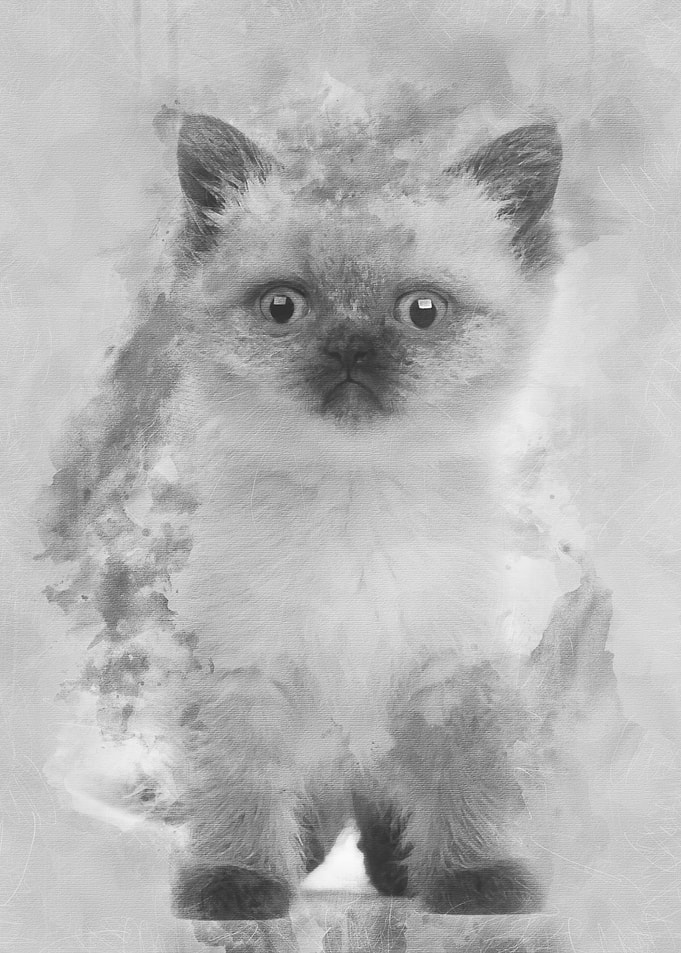 Portrait of British Shorth