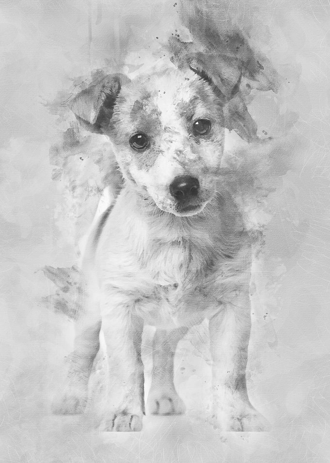 Jack Russell puppy 3 month