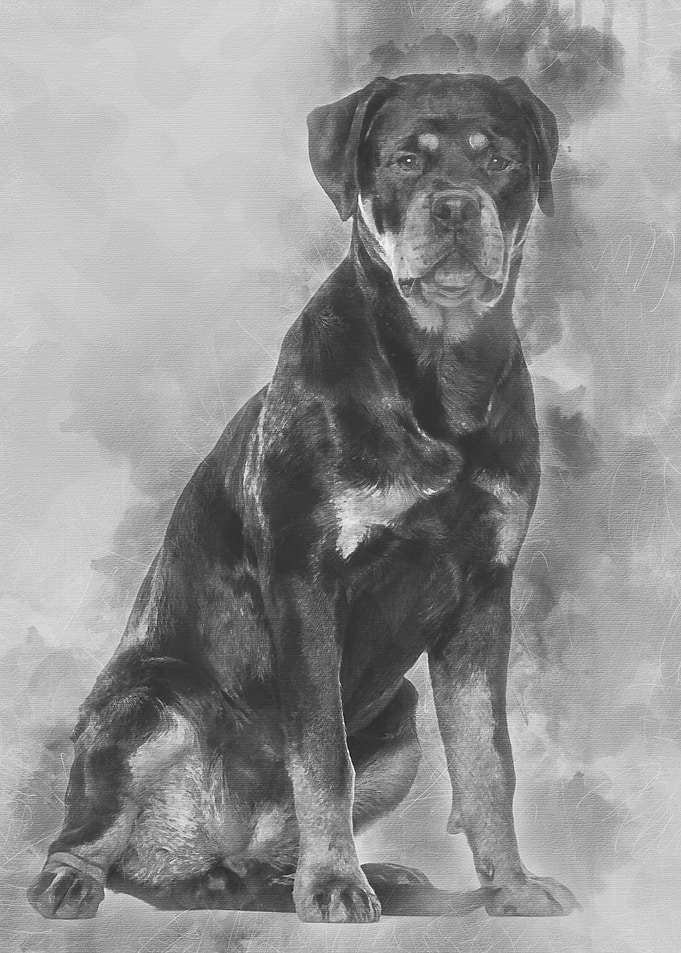 Rottweiler dog sitting aga
