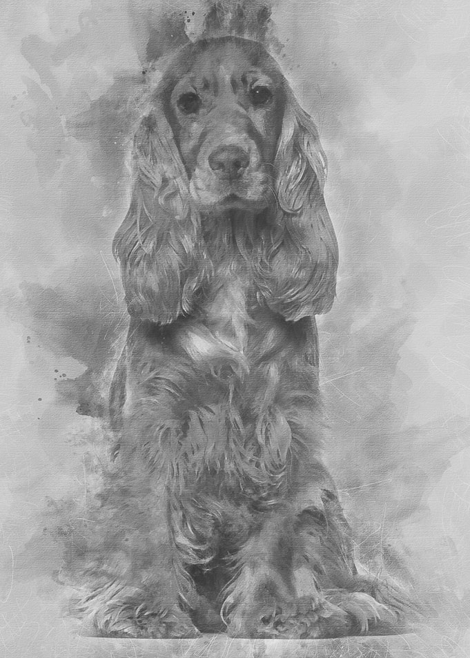 English cocker spaniel 9 m