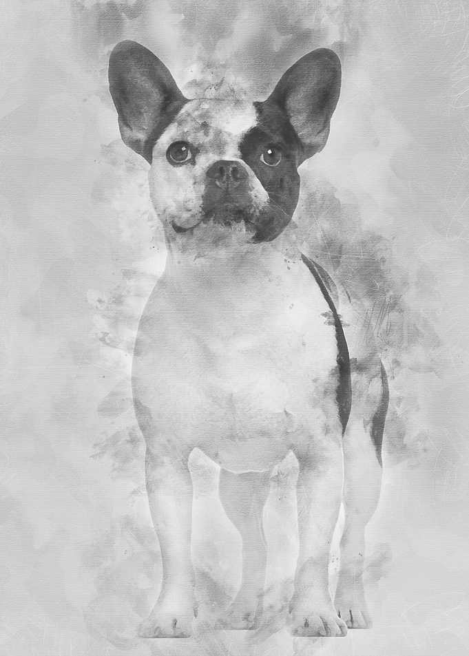 French Bulldog 3 years old