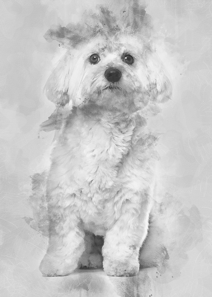Maltese dog 2 years old si
