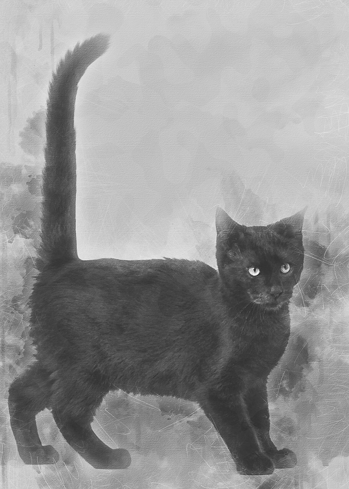 mixedbreed cat mixedbree