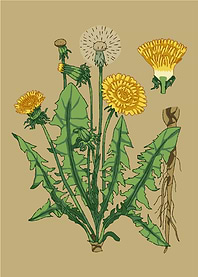 Dandelion flower