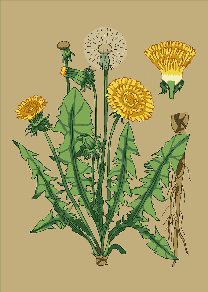 Dandelion flower