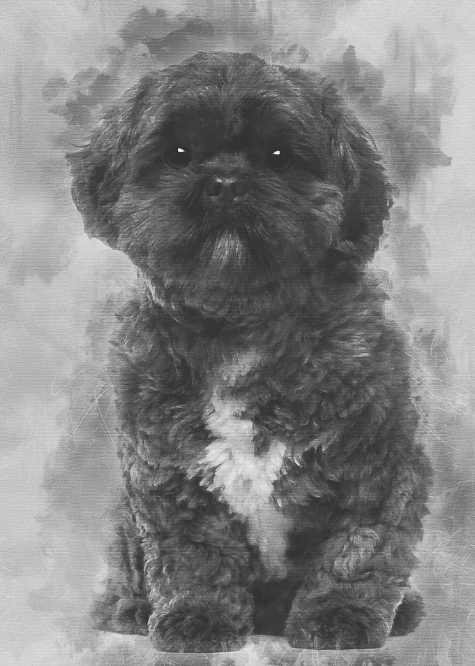 Lhasa Apso 4 years old sit