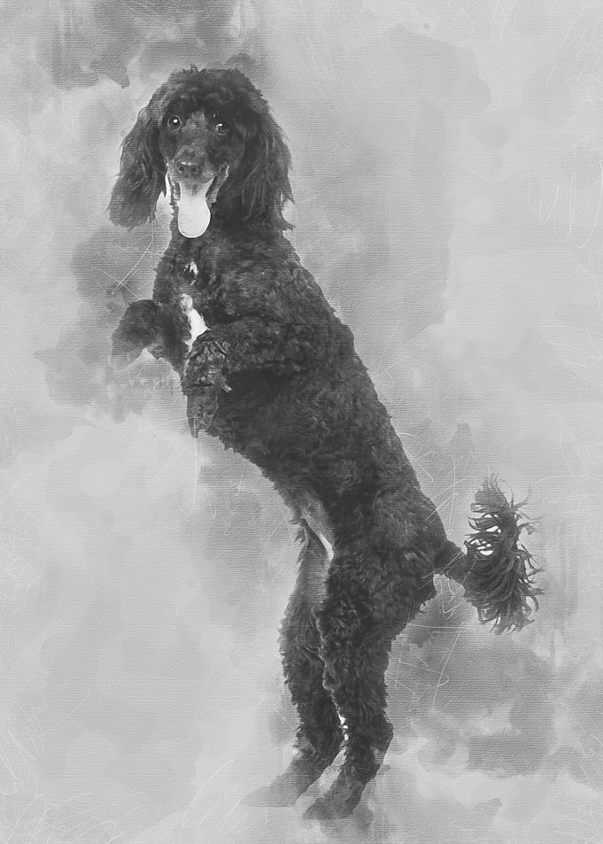 Poodle 5 years old