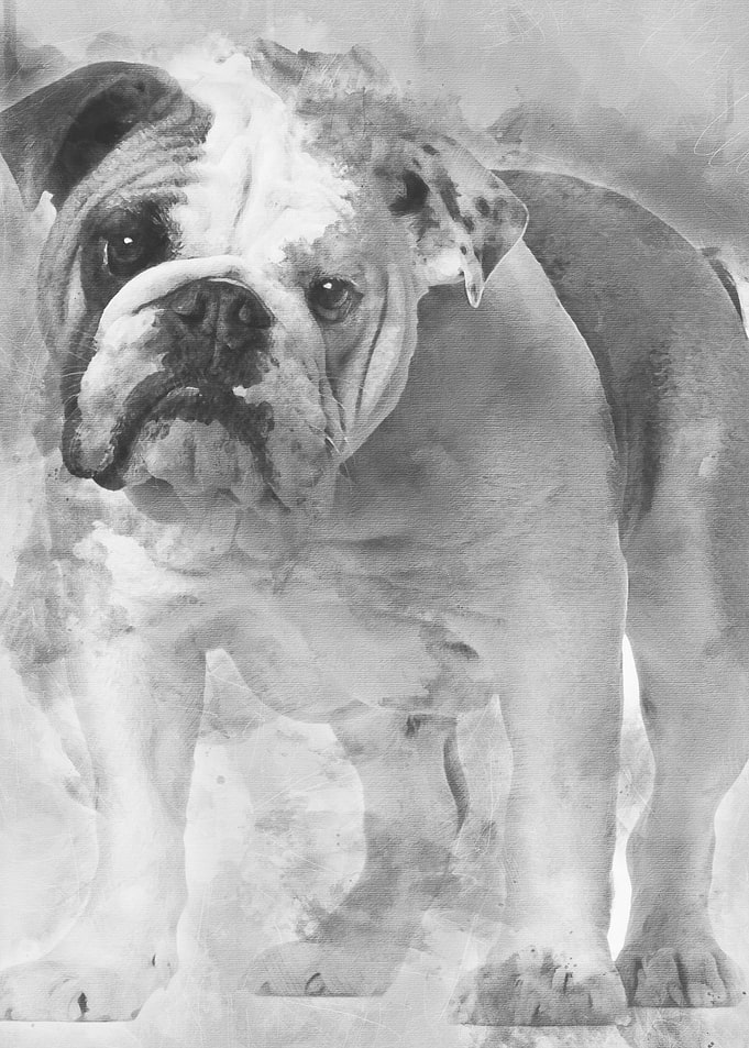 English bulldog 7 months o