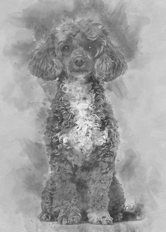 Poodle dog sitting and loo