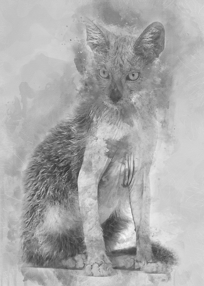 Kitten Lykoi cat 3 months