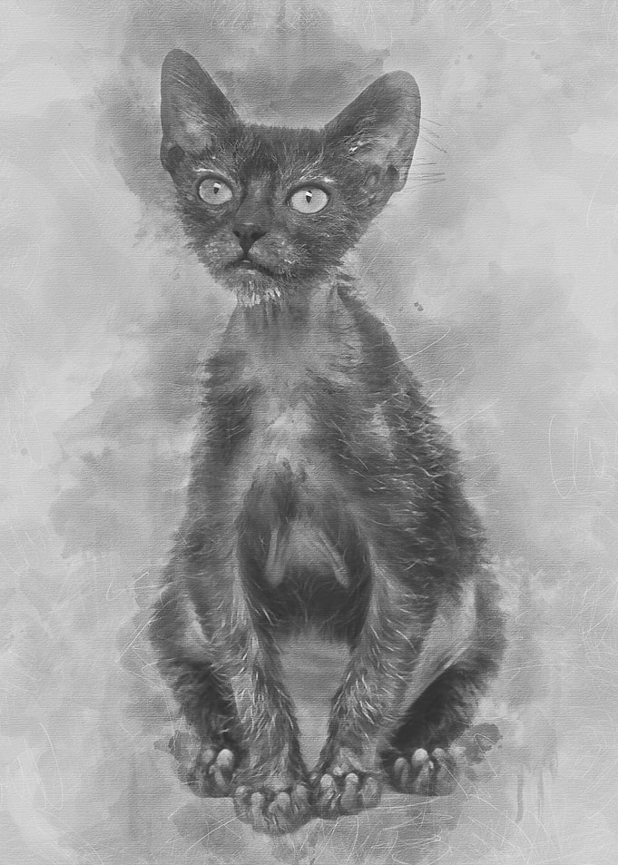 Kitten Lykoi cat 3 months