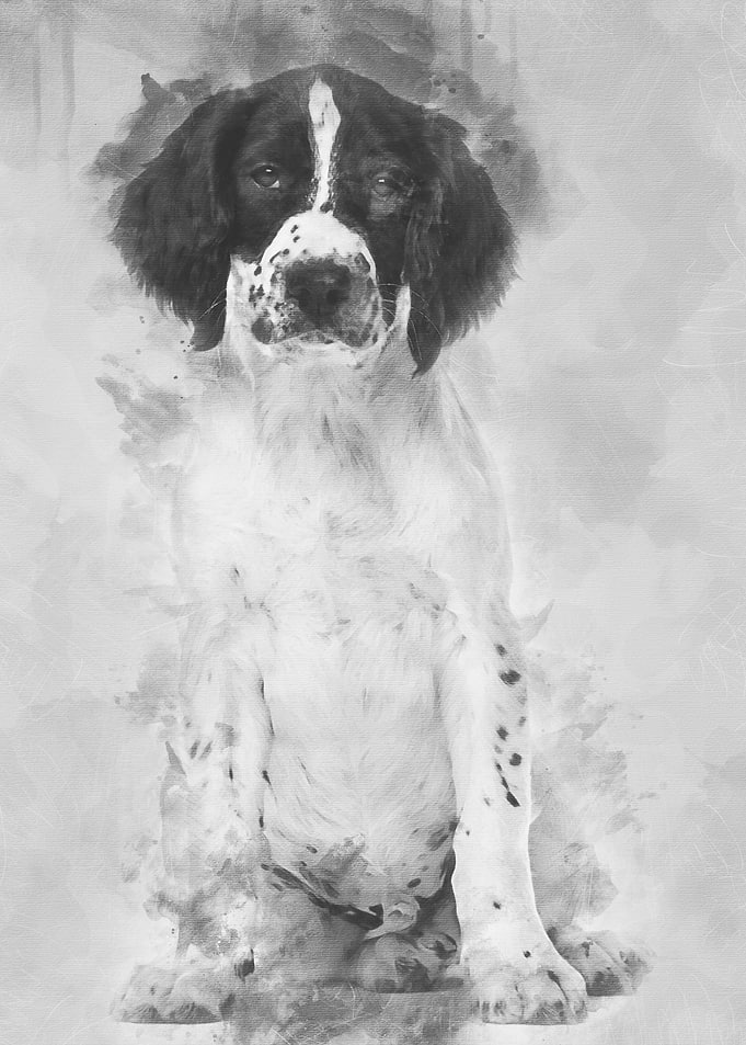 English Springer Spaniel s