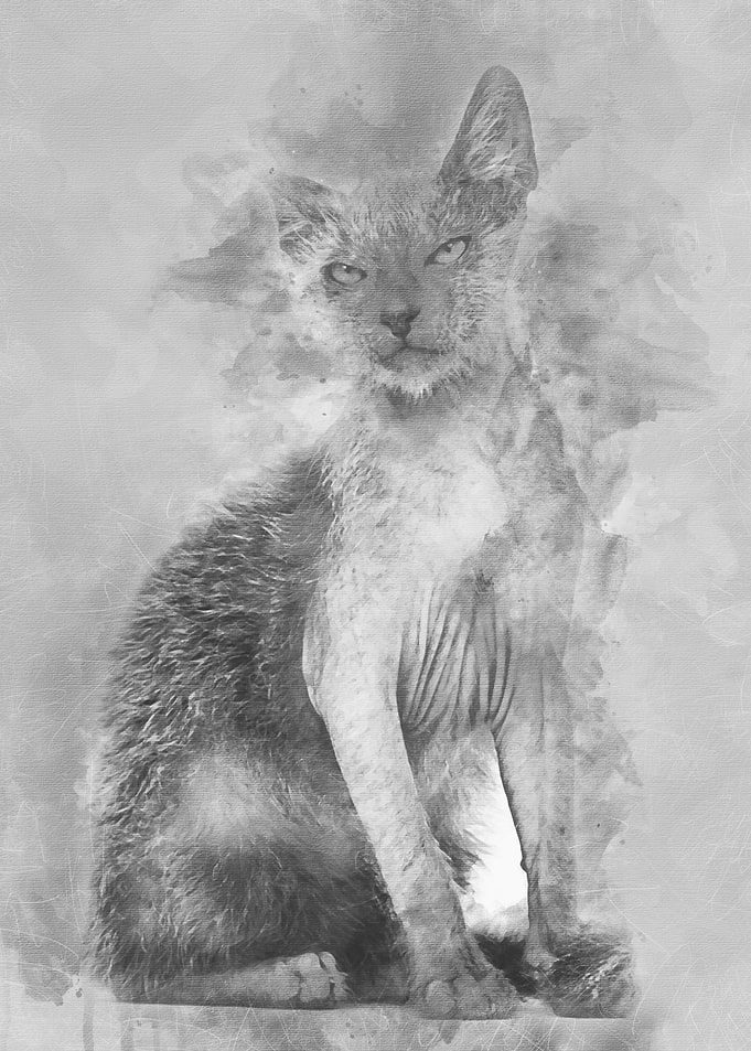 Kitten Lykoi cat 3 months