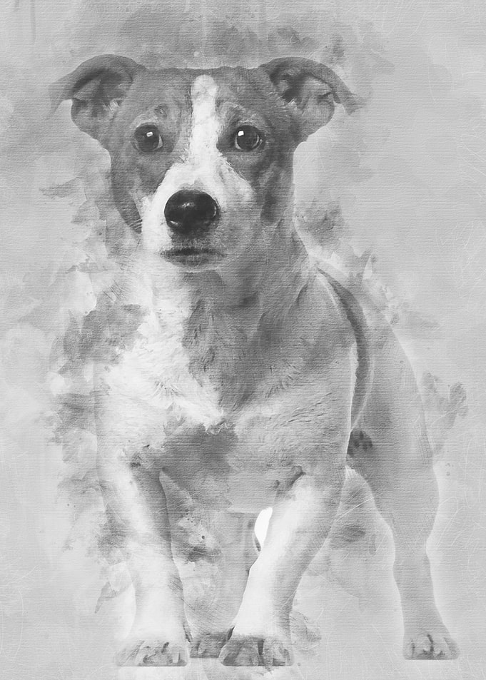 Jack Russell Terrier 16 mo
