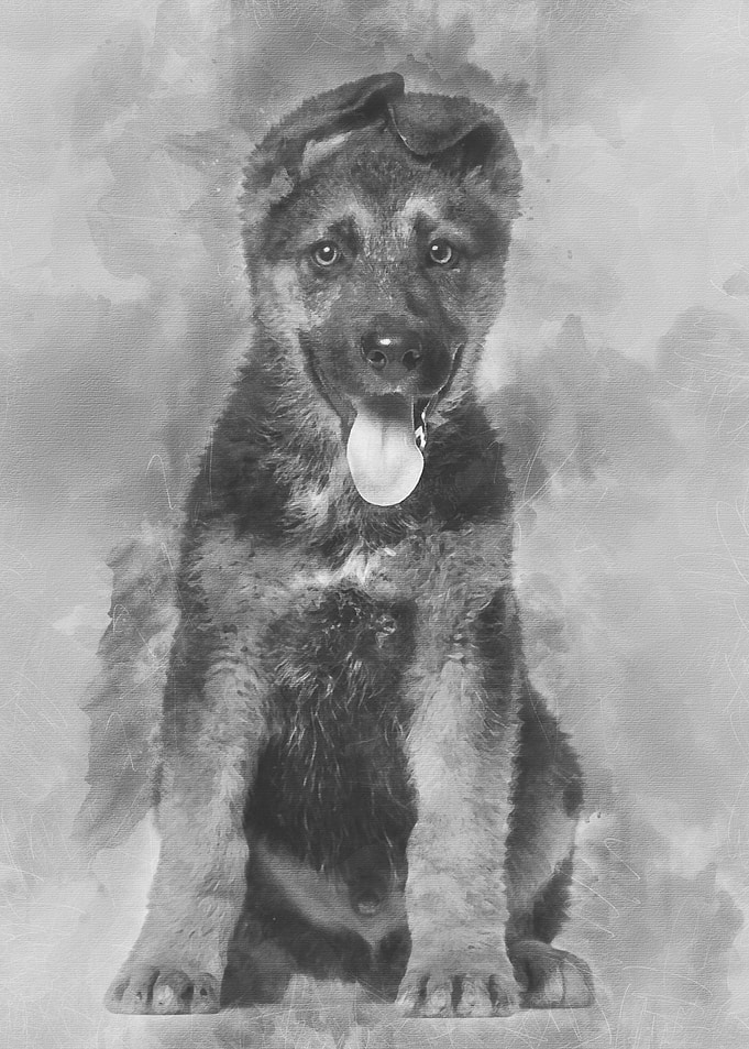 German Shepherd puppy 3 m