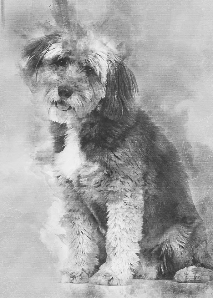 Crossbreed 4 years old sit