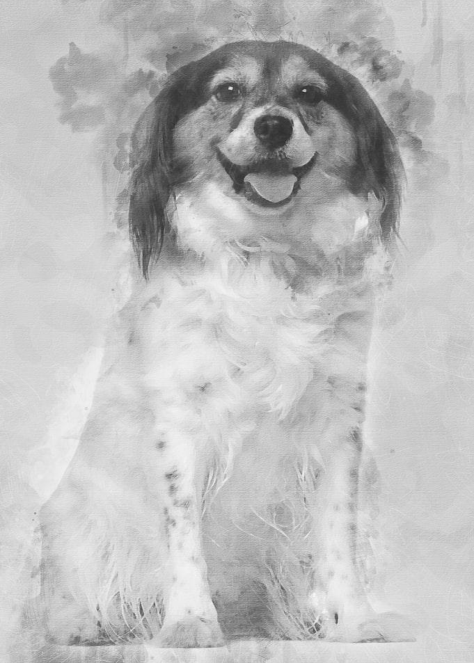Papillon 7 years old sitti