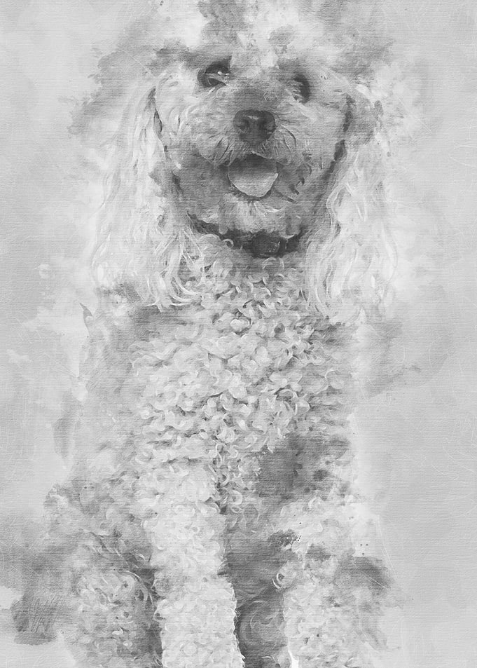 Poodle 13 years old sitt