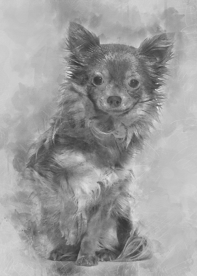 Mixed breed dog sitting ag