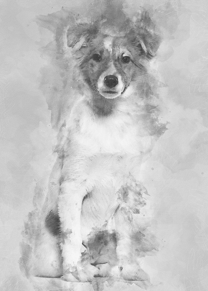 Mixedbreed dog sitting ag