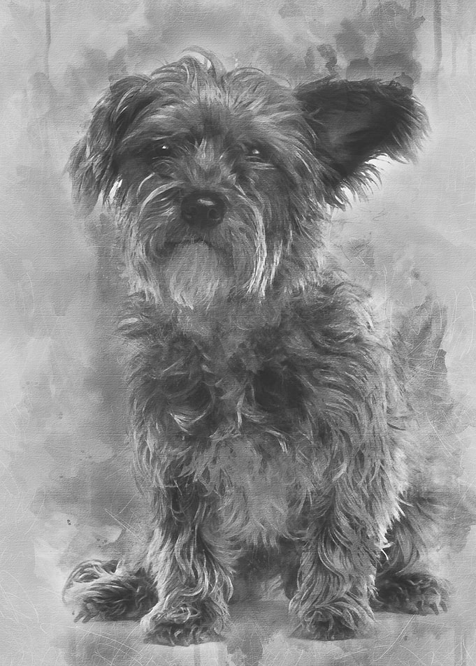 Mixedbreed dog 3 years ol