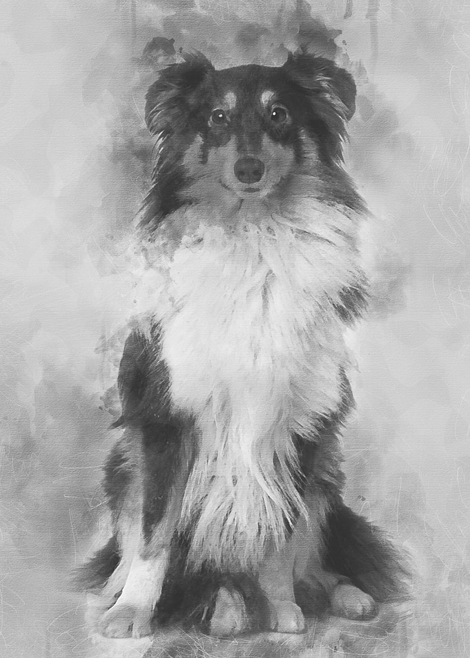 Shetland Sheepdog 2 years
